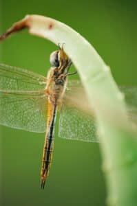 dragonfly with transparent wings resting on plant stem