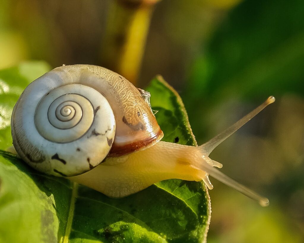 white and brown shell snail on green leaf Snail slime in skincare is a common k beauty ingredient