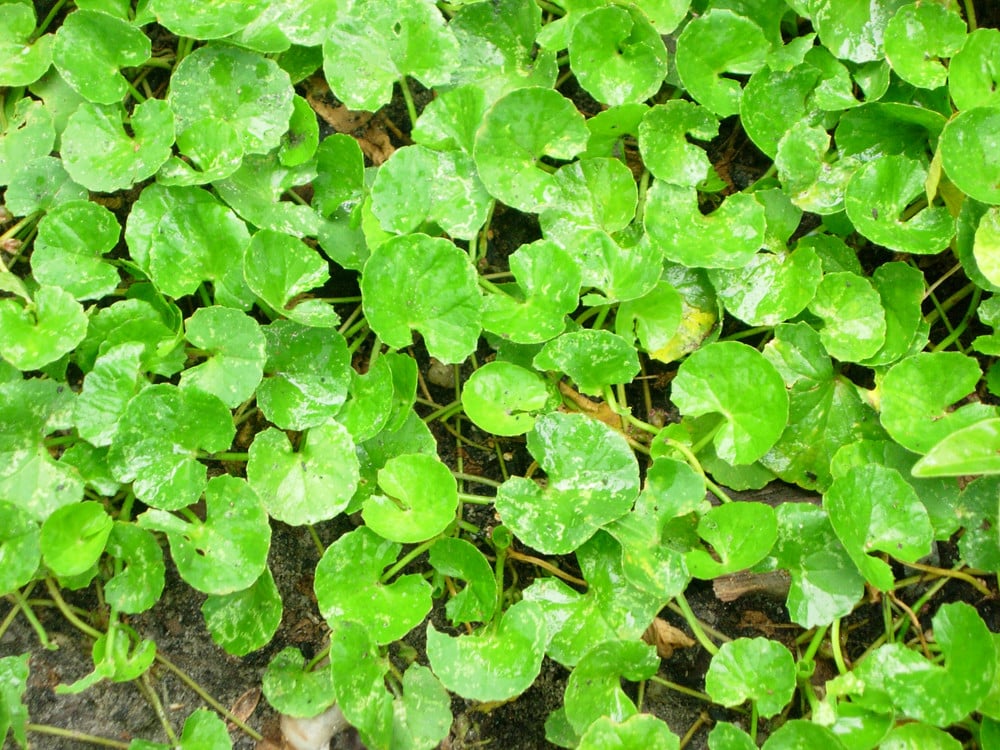 image of centella asiatica growing in nature