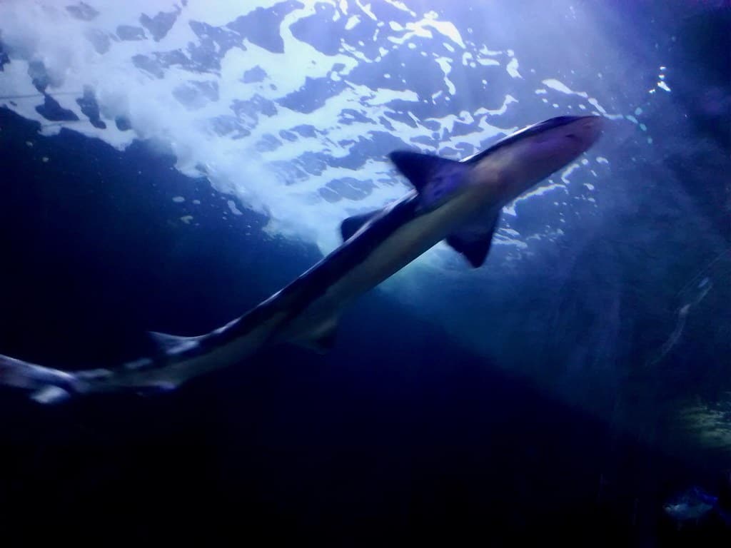 dogfish shark from the genus squalus that the ingredient squalene is named after 