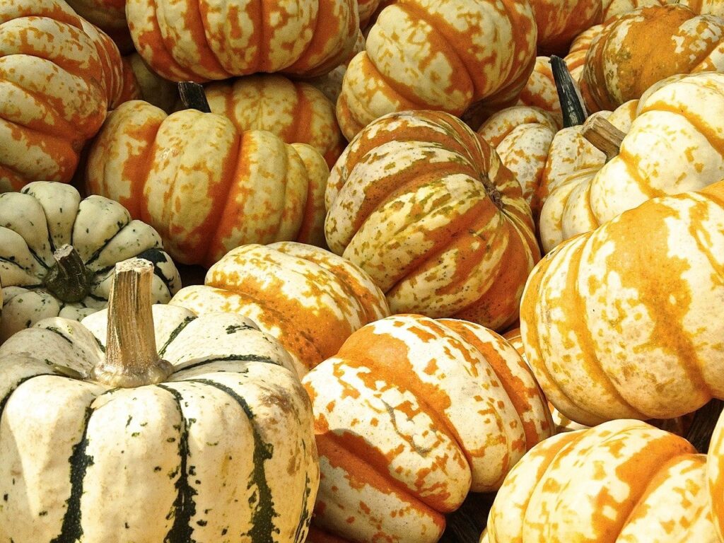 image of several verigated pumpkins with white and orange and white and green coloration