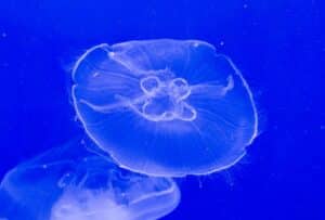 immortal jelly fish which has mucin in its skeleton. Mucin is a key ingredient in barrier repair mositurizers