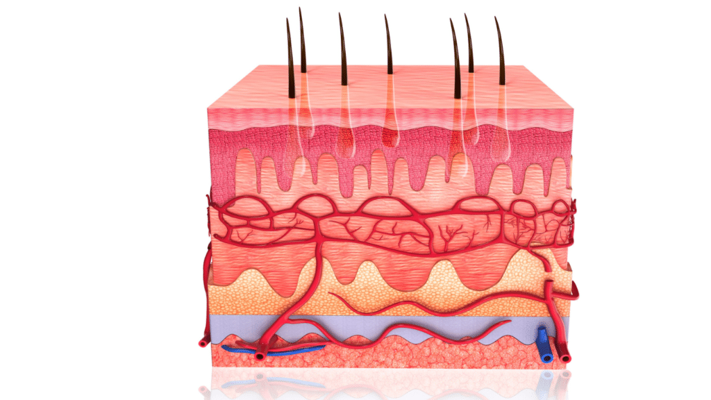 layers of the skin that encompass th skin barrier