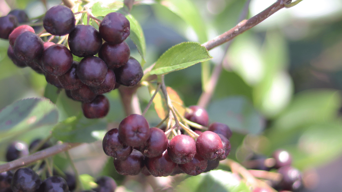 Acai Berry Skin Benefits: Science-Backed or Overhyped?