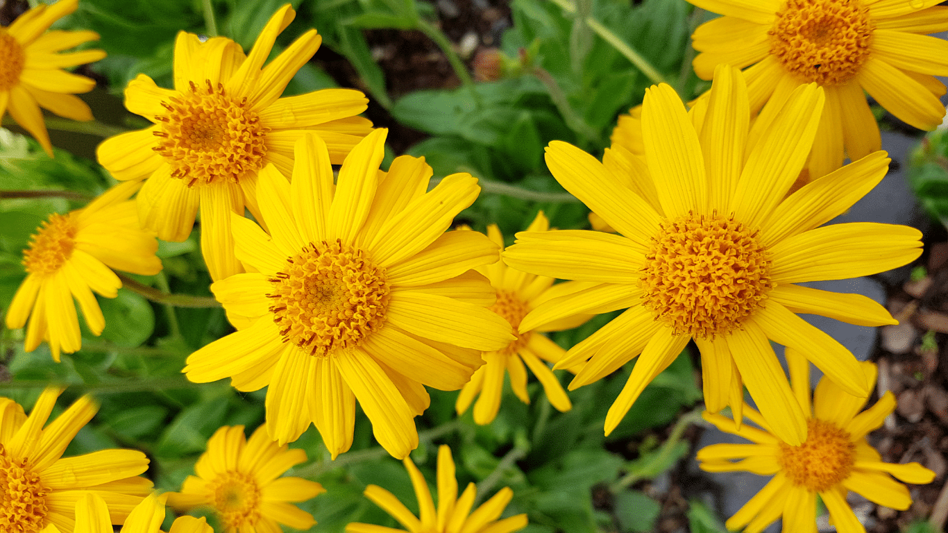 Calendula for Skin The Science Behind its Marketed Benefits