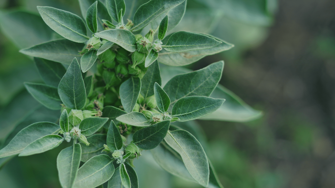 Ashwagandha Benefits for Skin: What You Really Need to Know Before You Buy