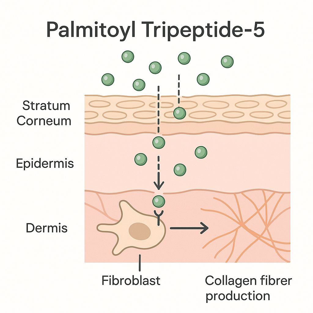 The Peptide Powerhouse: 11 Reasons Palmitoyl Tripeptide-5 Is One of the Best Peptides for Skin The Peptide Powerhouse: 11 Reasons Palmitoyl Tripeptide-5 Is One of the Best Peptides for Skin